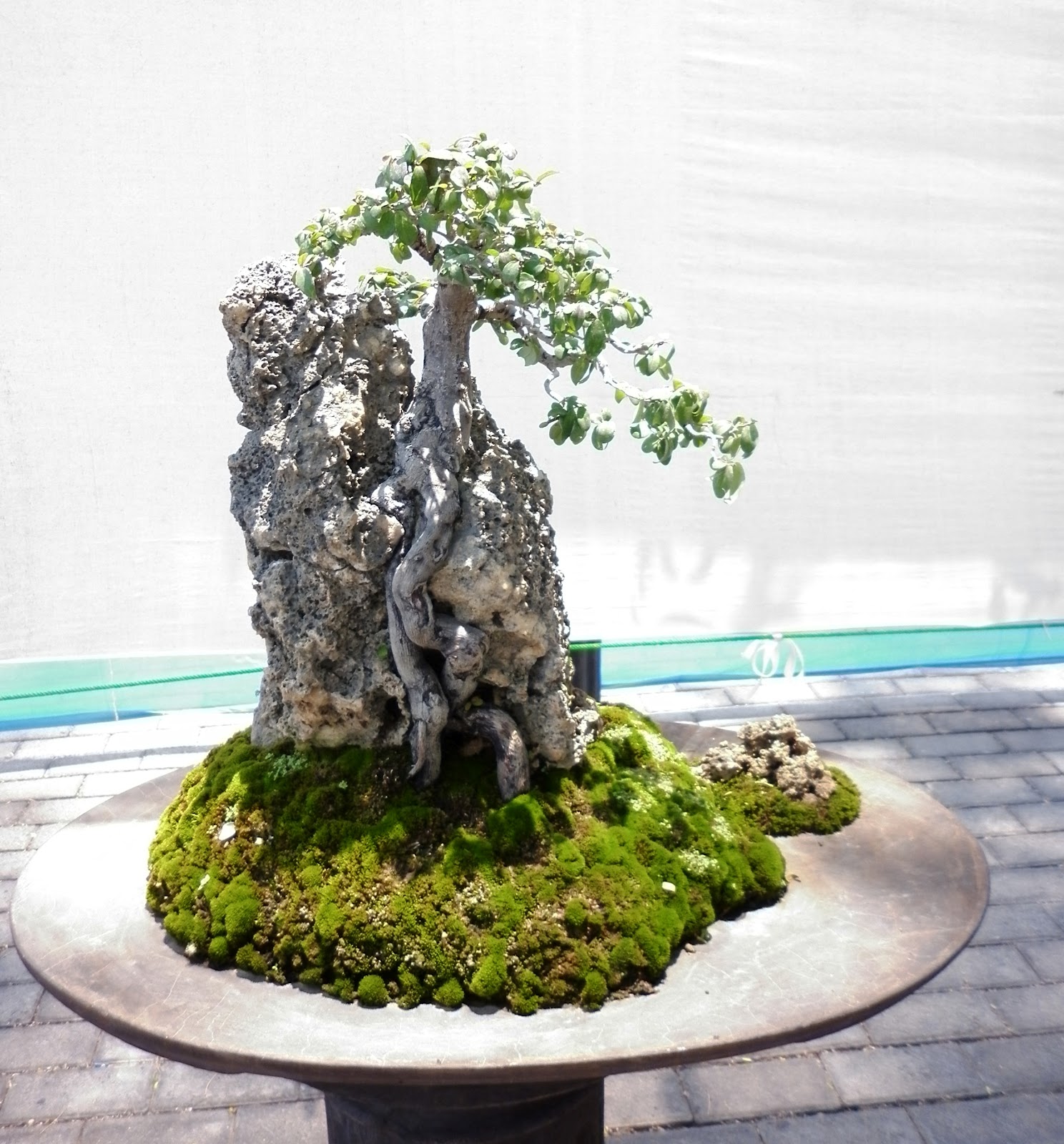 Model Bonsai Diatas Batu Terbaru | Cahunit.com