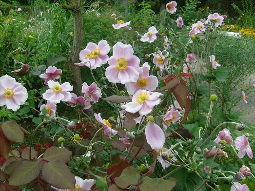 Ma Planète Jardin: Anémone du Japon 'September Charm',une vivace gracile  mais très robuste