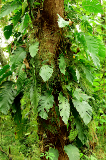 guanacaste tree trunk with tropical foliage