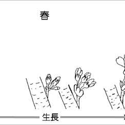 櫻花的生長週期及影響因素