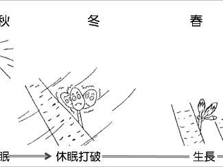 櫻花的生長週期及影響因素