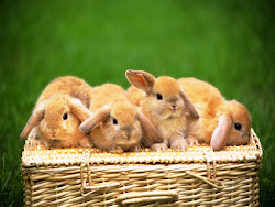 bunny desktop wallpapers rabbits rabbit bunnies adorable sweet hq ever