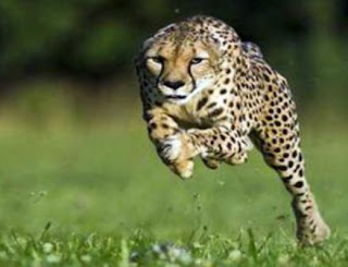 running cheetah pictures