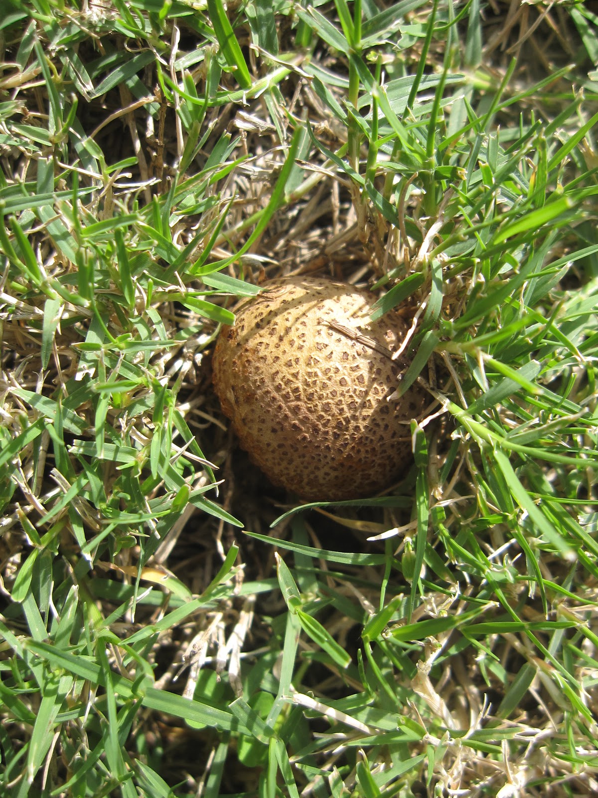 * ENTRE JARAS *: Setas en mi jardín