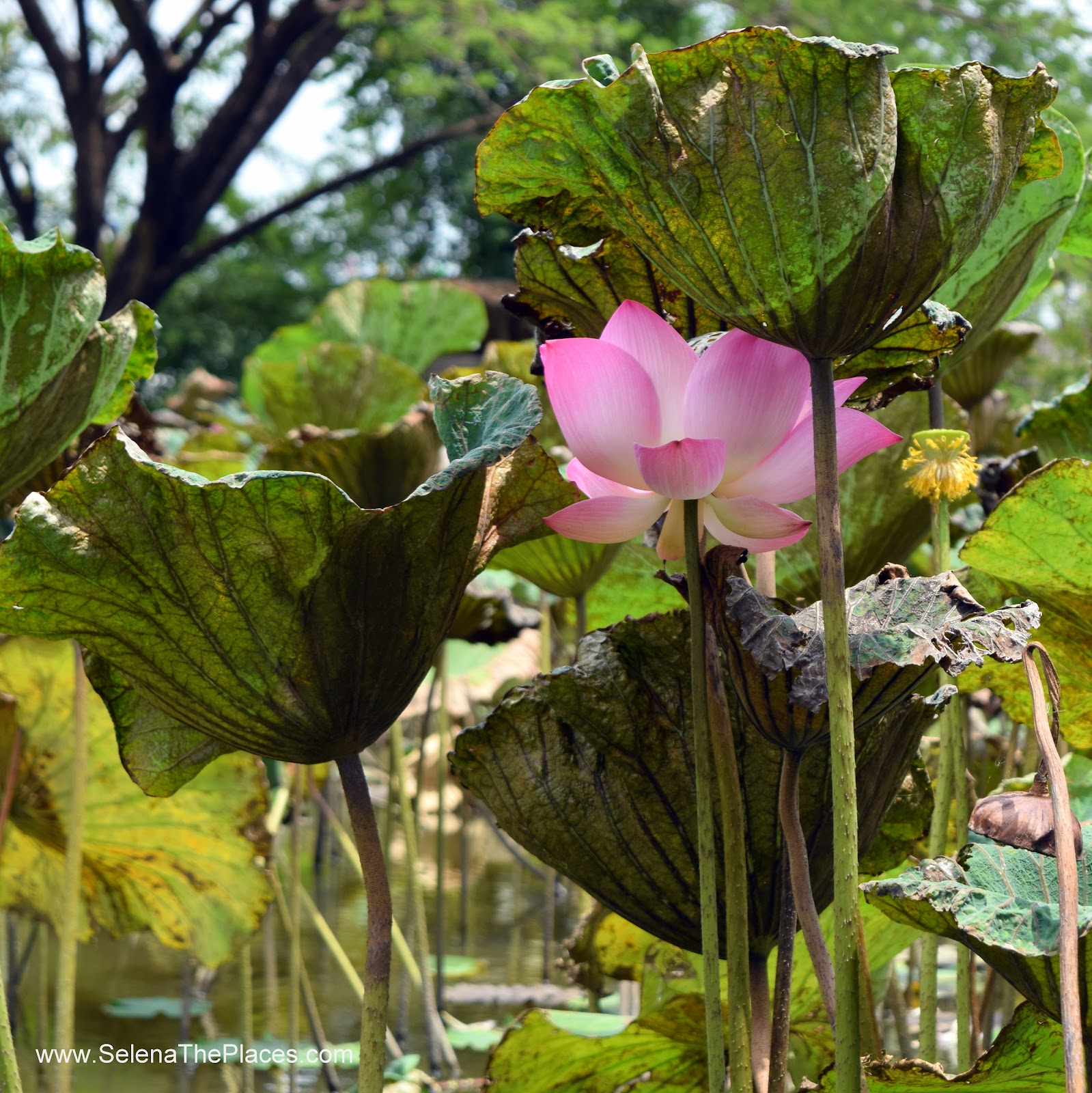 Bangkok Lotus Farm