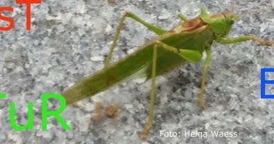 Grashuepfer foto helga waess