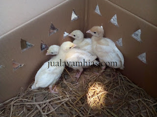 Kalkun White Holland Usia 1 Bulan