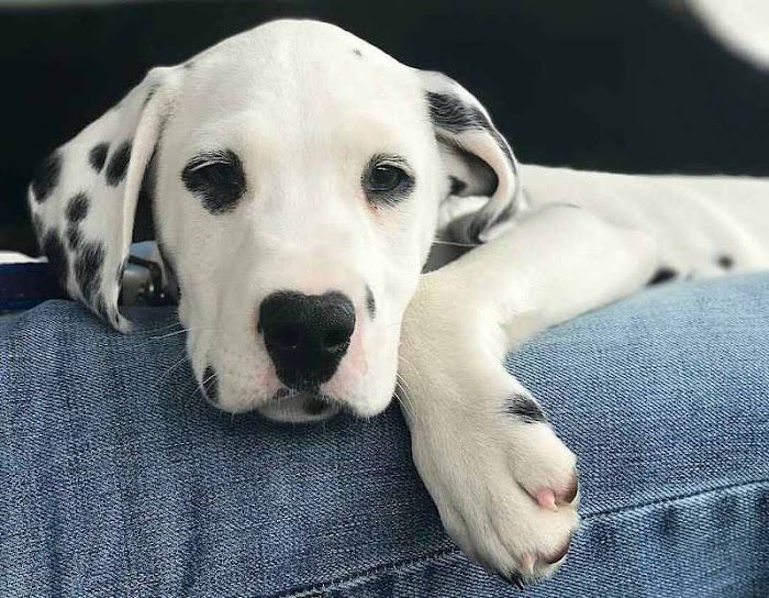 How To Strengthen a Dog's Immune System
