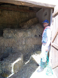 Hay for the horses of "Oude Molen Ranch".