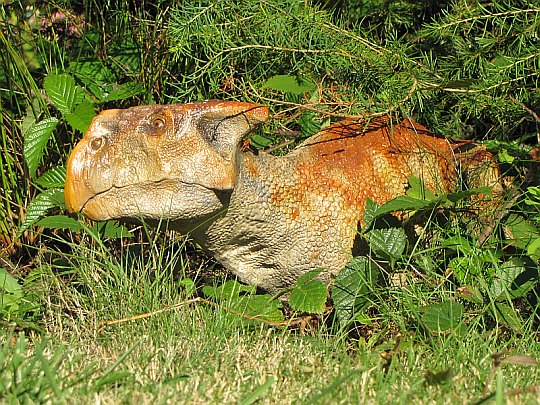 Bagaceratops (Bagaceratops)