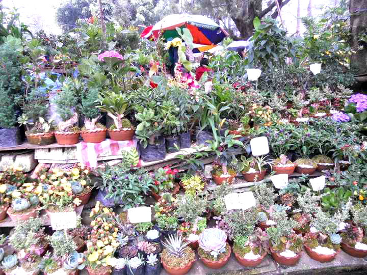 pongTRIP Baguio Adventure