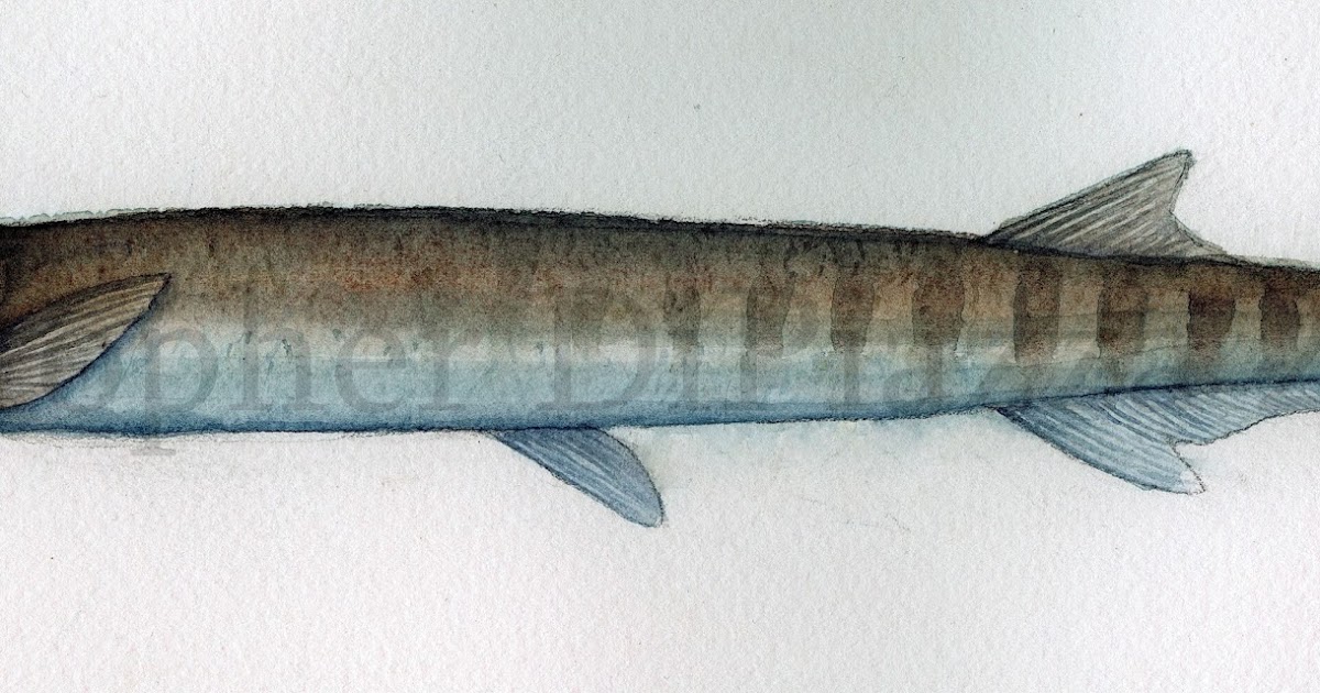 Prehistoric Beast of the Week: Belonostomus: Beast of the Week