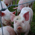 Yucatán alcanza cifra récord en producción de cerdos / Tercer lugar nacional