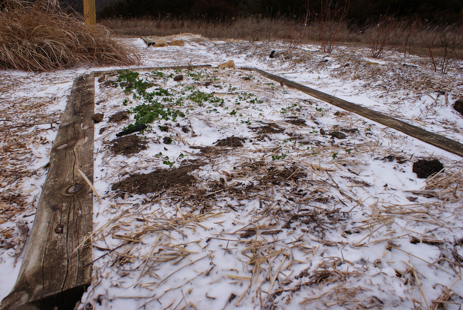 The Barefoot Gardener Snow on the Strawberries, Almost