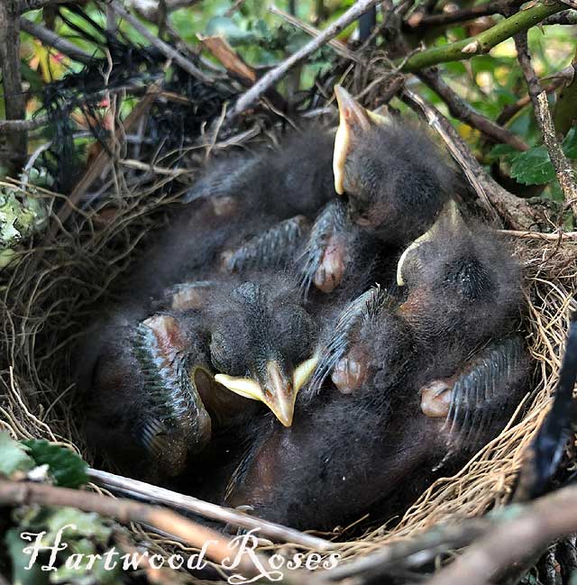 Hartwood Roses: The Mockingbird Babies