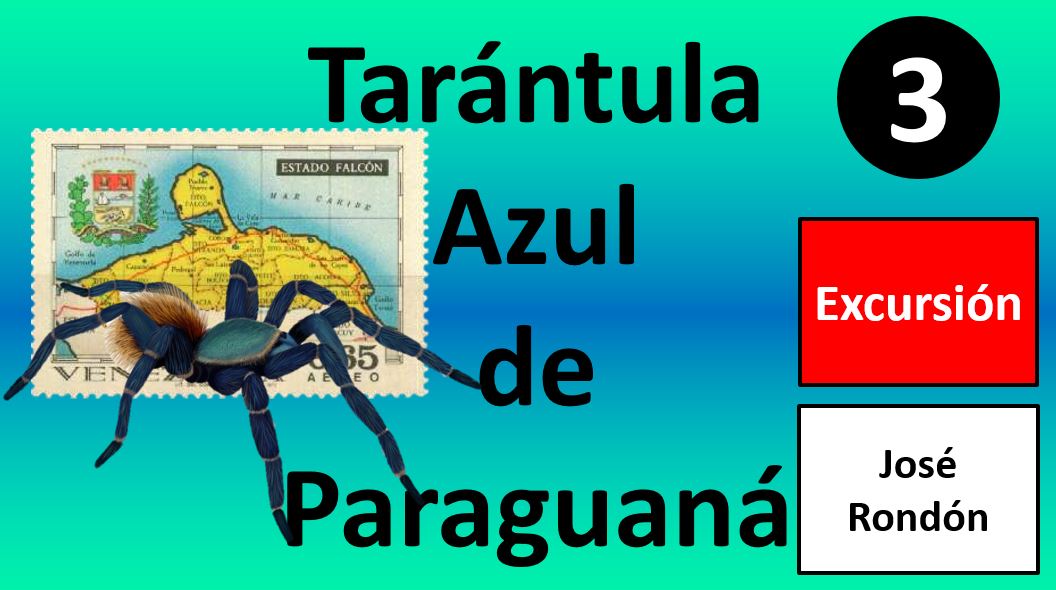 Tarántula Azul de Paraguaná
