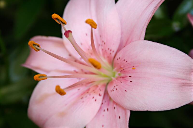 Green Girly: Zone 3 Flowers: Pink Lily