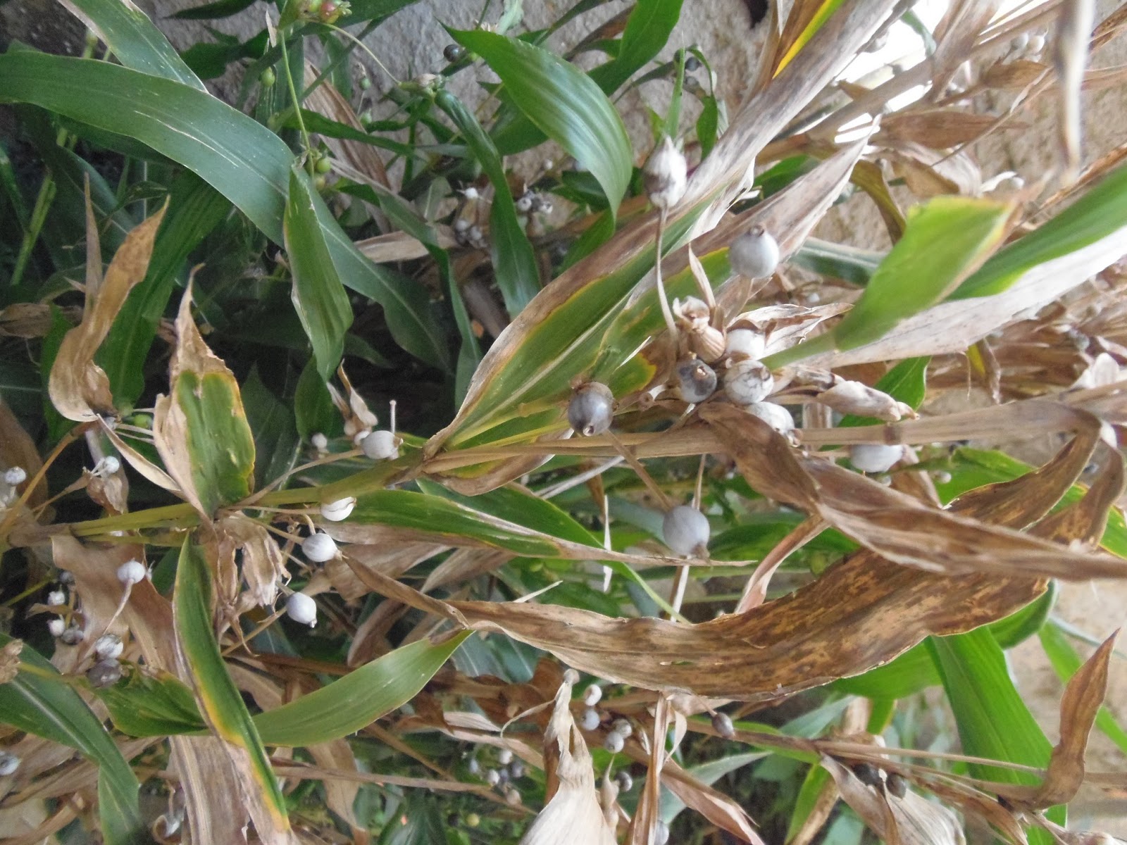Plantas que curam Lágrimadenossasenhora