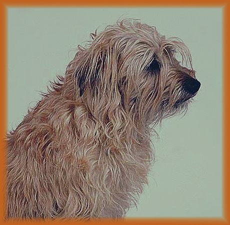 The dog in world: Dutch Smoushond (Hollandse Smoushond , Smoushond)