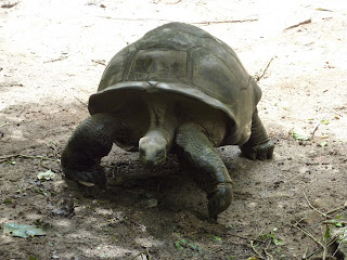 Jardin du Roy - Mahé - Seychelles