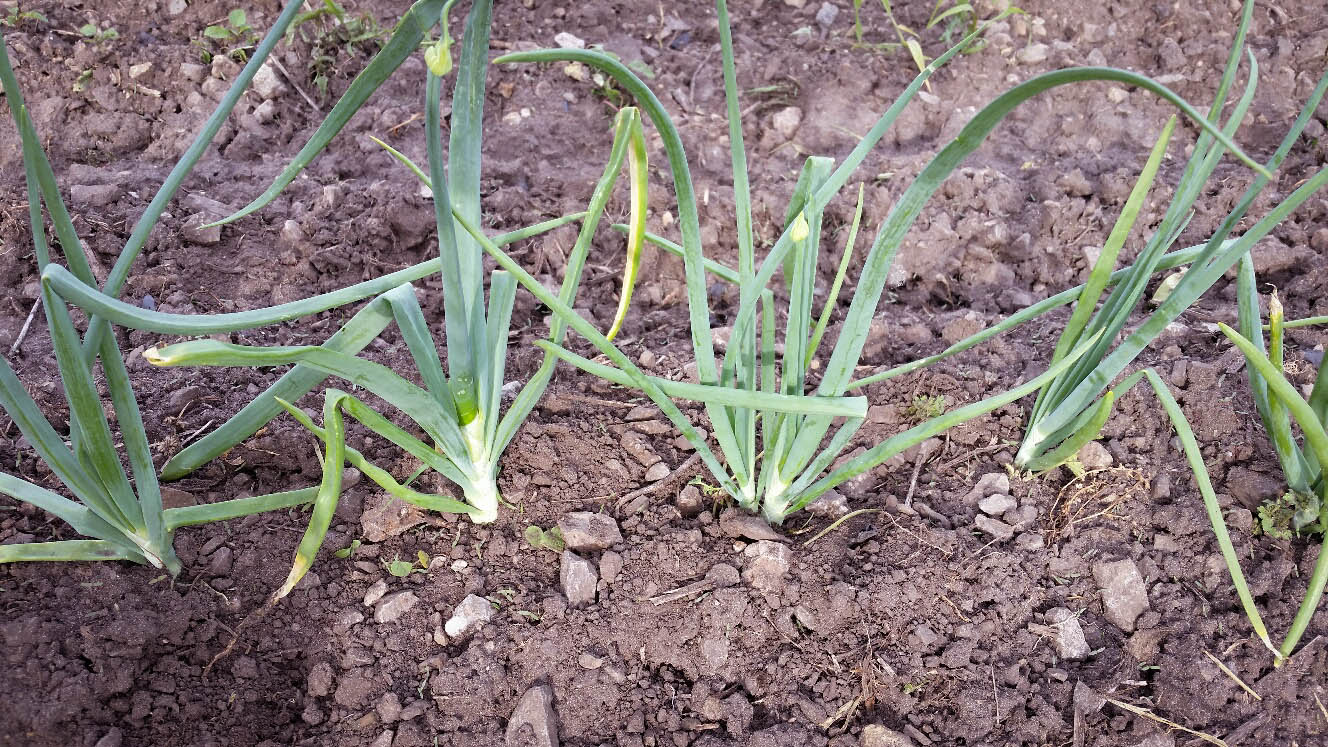 The Backroad Life What is the difference between onions and how they grow?