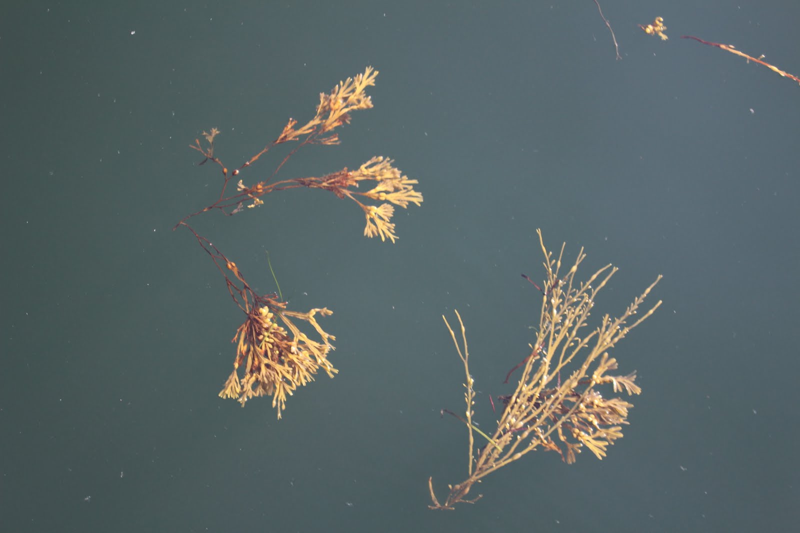 seaweed art on the water