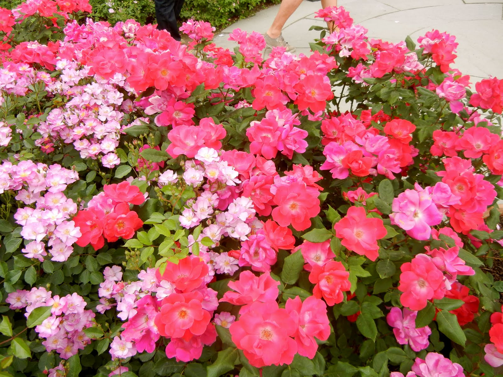 About New York Roses