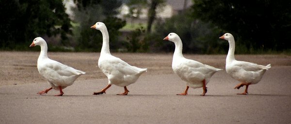 Lini Khalil May 2016