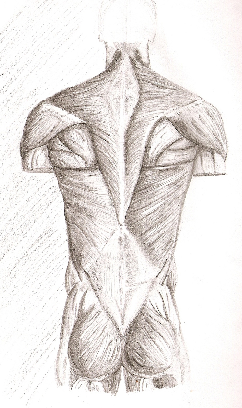 Как рисовать мышцы