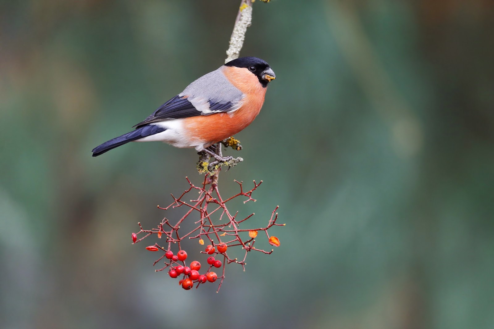 северный снегирь. снегирь птица спереди. снегирь или снигирь как правильно.