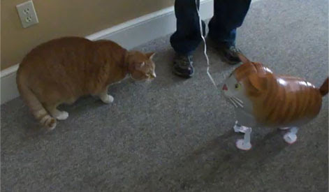 Video : フーテン猫とフーセン猫のつかの間の出会い