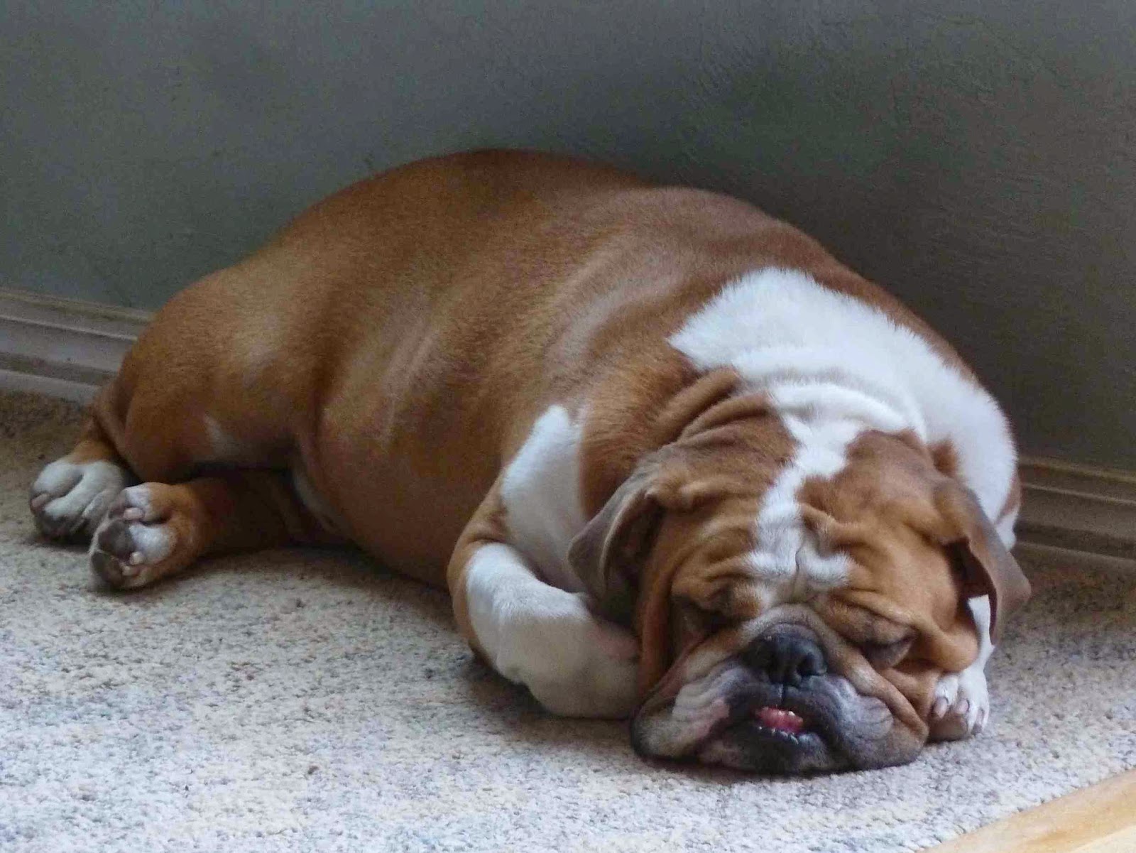Boulderneigh Let Sleeping Dogs Lie