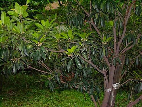 Percabangan Pada Batang ~ MUNAWI INSIDE