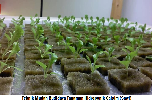 Teknik Mudah Budidaya Tanaman Hidroponik Caisim (Sawi)