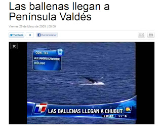 Las Ballenas llegan a Península Valdé