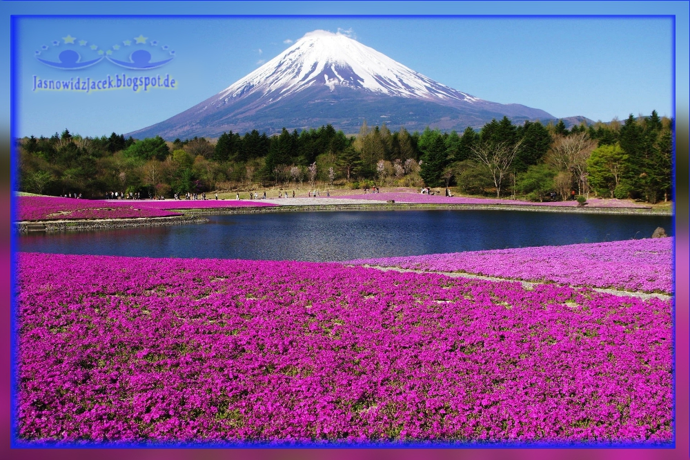 Piękny Japoński Wulkan na Planecie Ziemi - Dywan z Kwiatów