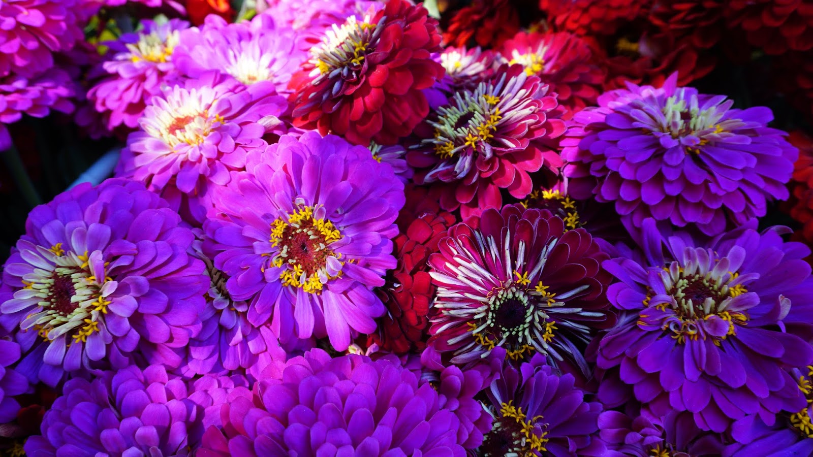 Shady Maple Farm CSA