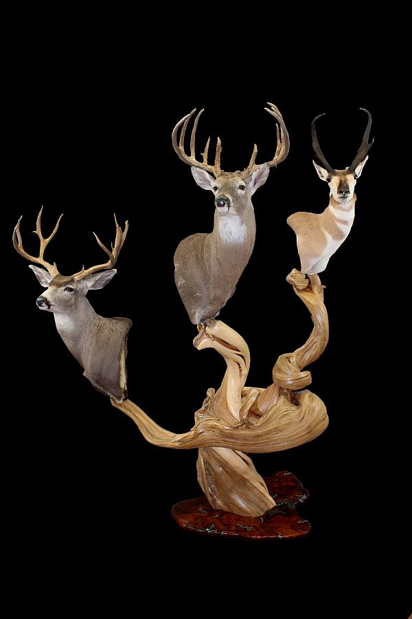 Custom Juniper Log Furniture & Taxidermy Pedestals Taxidermy Pedestals