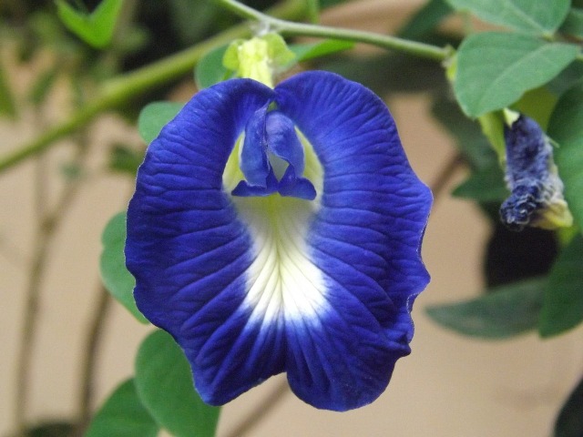 7 Bunga Warna Biru Super Cantik Lengkap Dengan Gambarnya