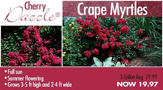 Pike Nurseries Tremendous Tuesday Special Crape Myrtles Flowers Plants Trees Garden Gardening