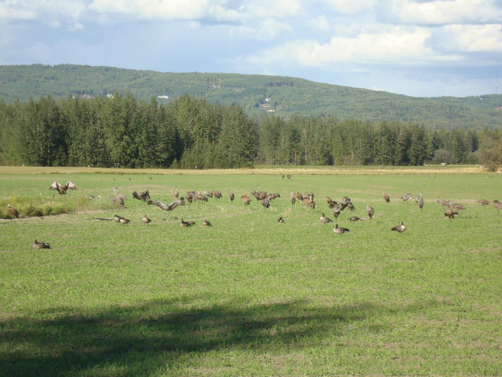 Symbiosphere Creamer's Field Migratory Wildlife Refuge