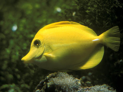 HD hi res fish yellow wallpaper