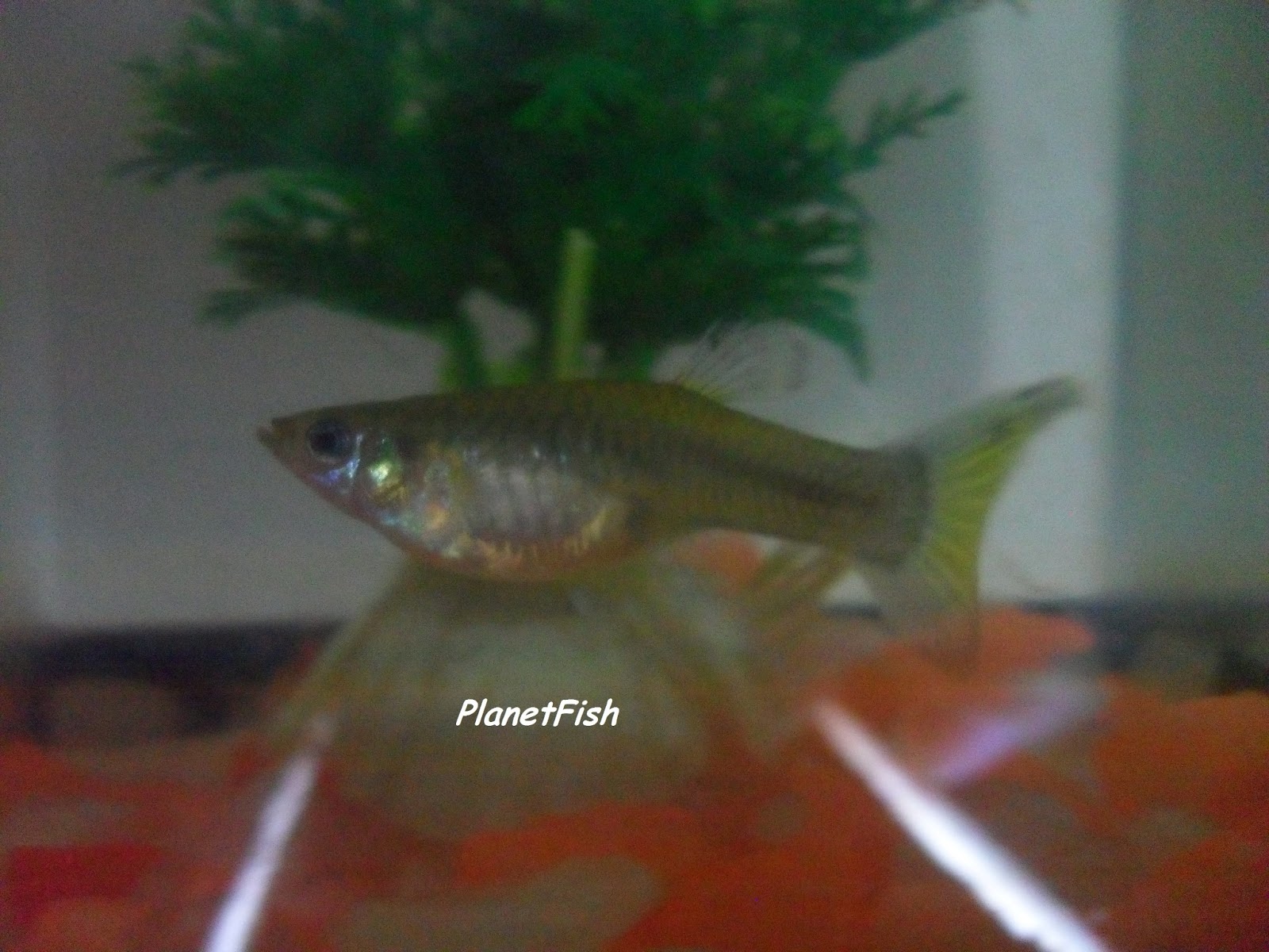 PlanetFish: Guppy Lebiste