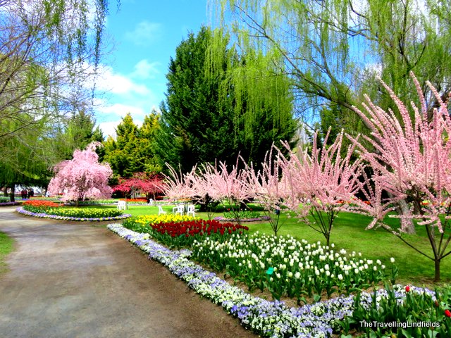 Tulip Top Gardens