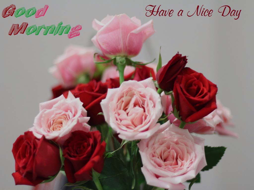 Lovely and Beautiful Good Morning Wallpapers Duul Wallpaper