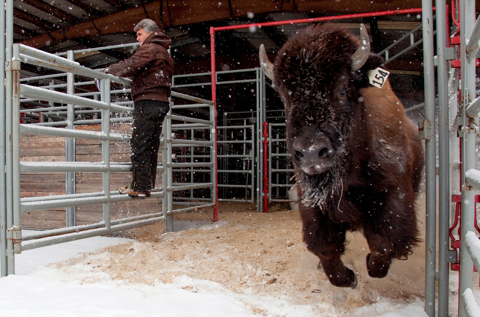 Benjamin Zack Photography Bison Auction