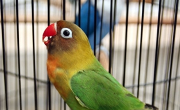 Hindari Cara Ini, Agar Si Lovebird Bersuara Panjang | Satu Hati Satu Hobi