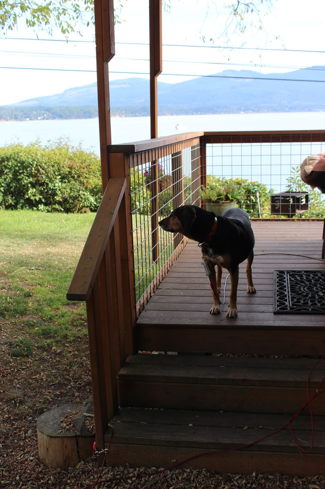 Cinnamon the Traveling Coonhound Dog Friendly Vacation in Sequim