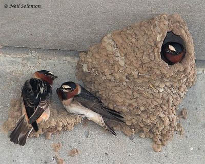 nests deliberations narcissistic