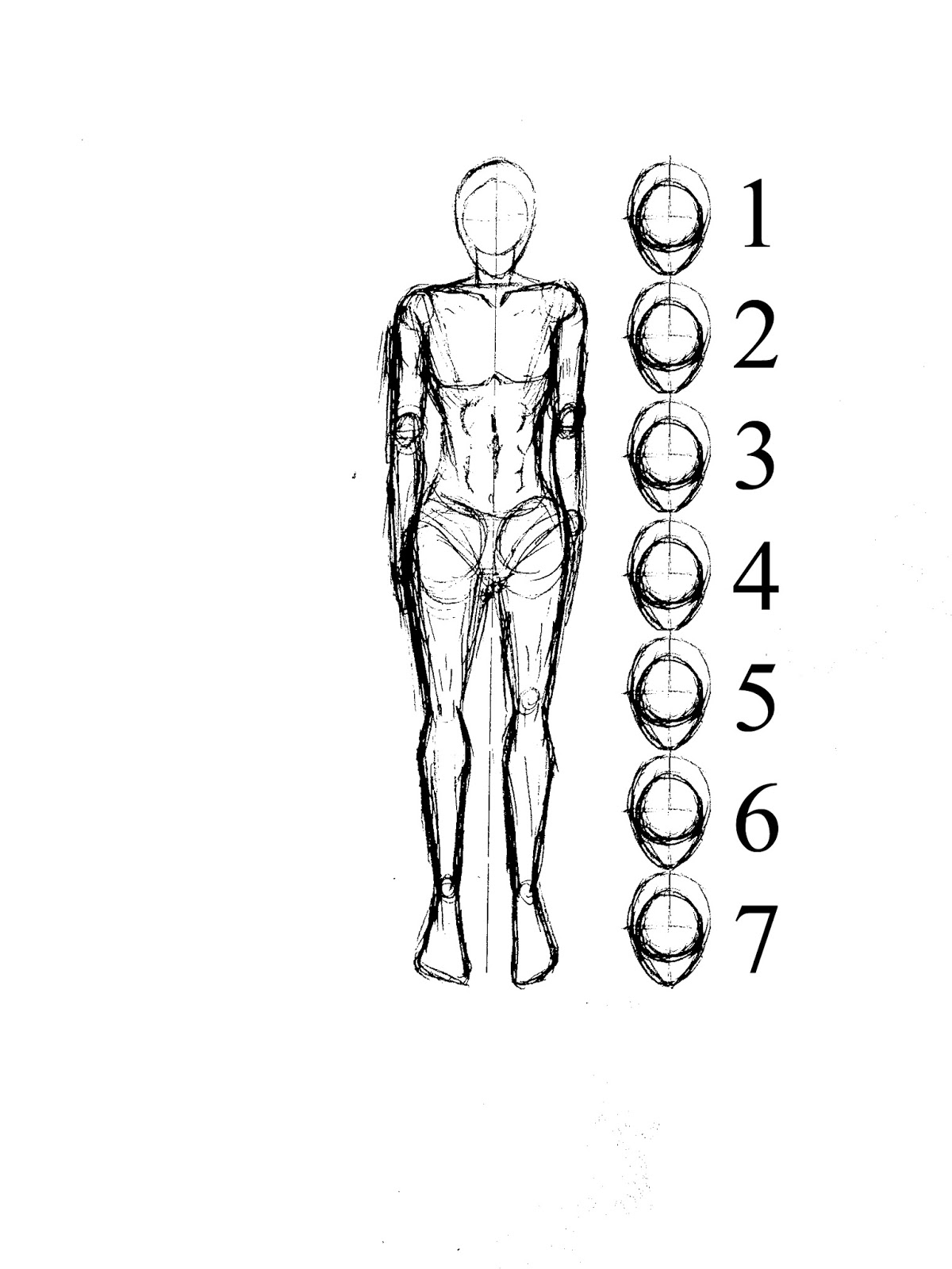 How to draw Body Proportion The Wanderer Artist
